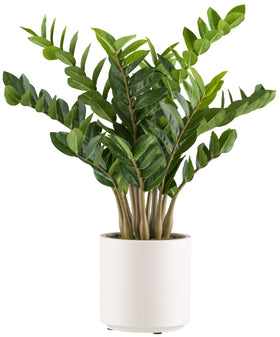 Zamioculcas zamiifolia Kunstpflanze deko - 0