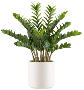 Zamioculcas zamiifolia Kunstpflanze deko