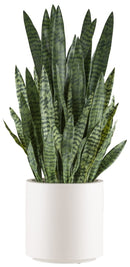 Sansevieria zeylanica pianta artificiale deco-2