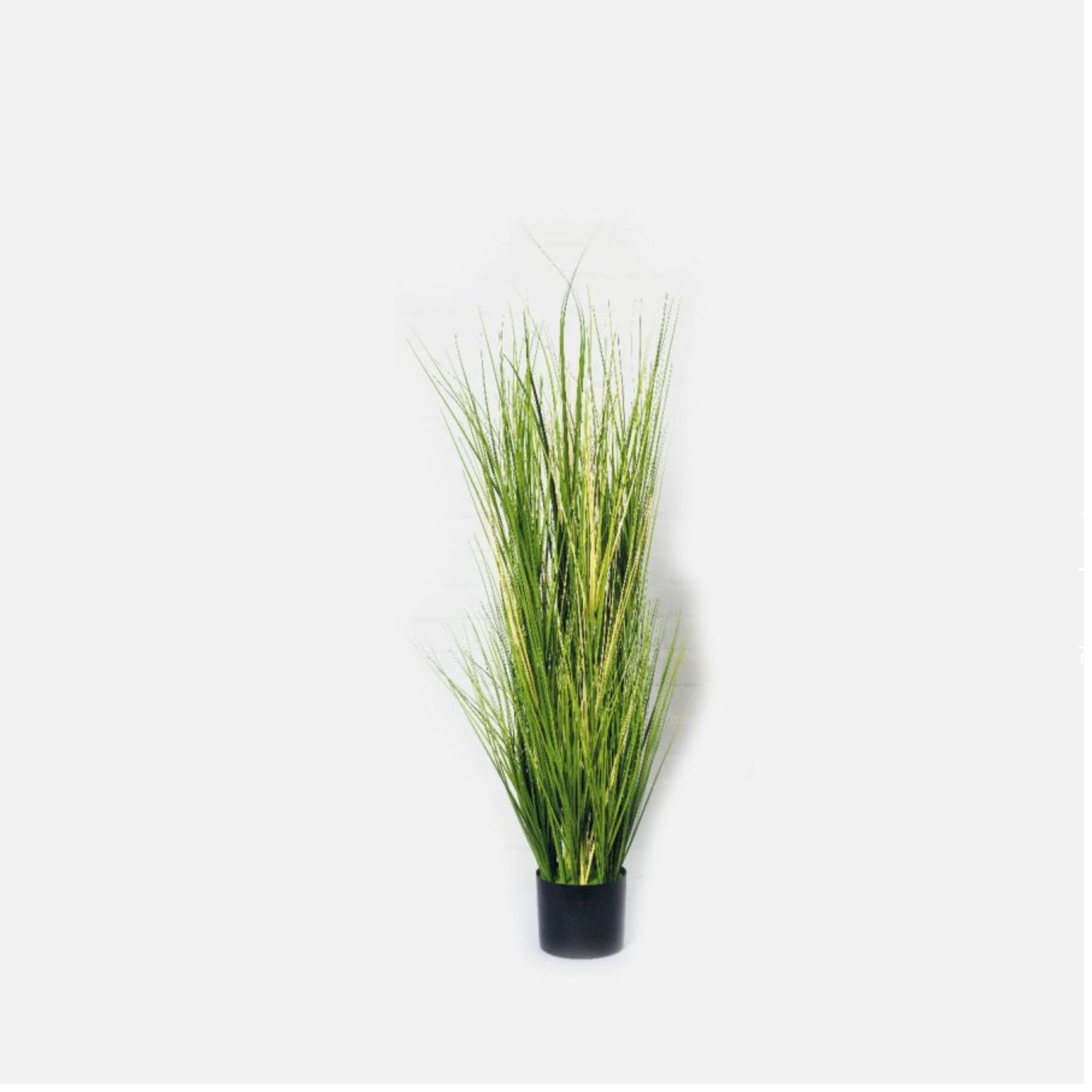 Pampas grass without panicle