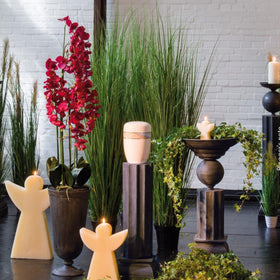 Erba della pampa senza pannocchie