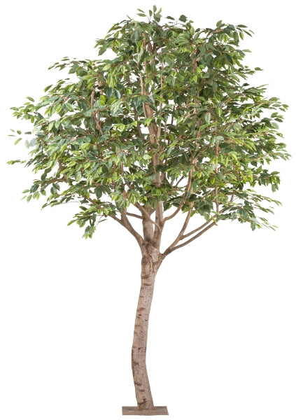 Ficus Benjamina artificial tree deco