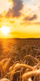 Farewell Print Premium Roll-Up 100 UNO-9