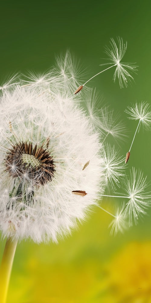 Farewell Print Premium Roll-Up 100 UNO