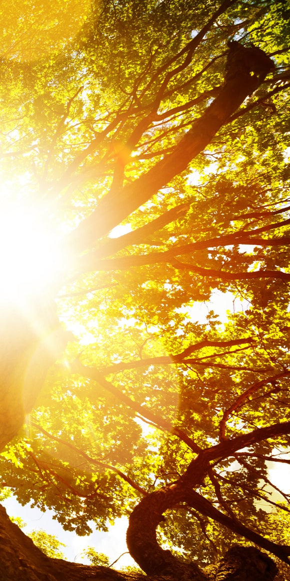 Farewell Print Premium Roll-Up 100 UNO