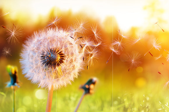 Farewell Print Premium Roll-Up 100 TRIO