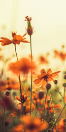 Farewell Print Premium Roll-Up 100 UNO-23