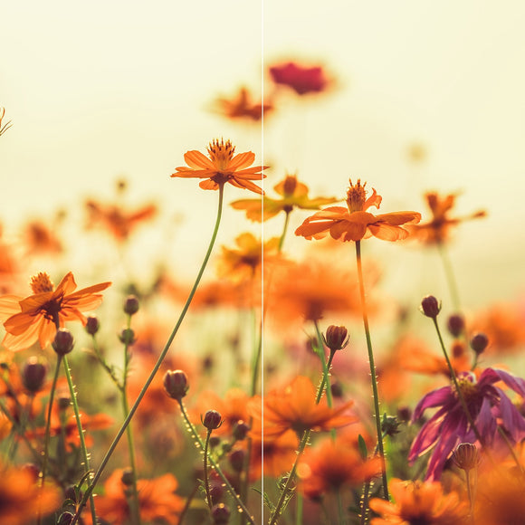 Farewell Print Premium Roll-Up 100 DUO