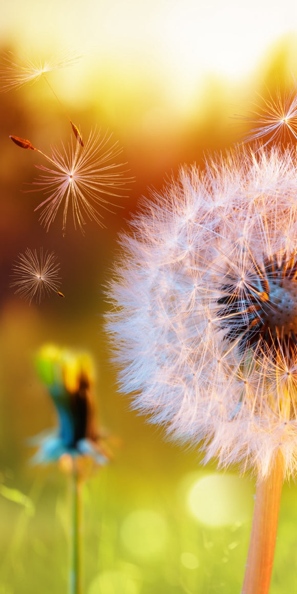 Farewell Print Premium Roll-Up 100 UNO