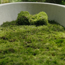 Loop Living Cocoon Sarg-11