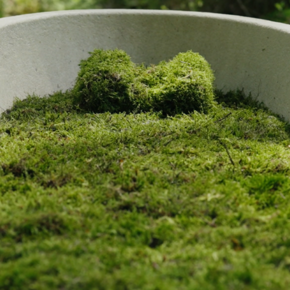 Loop Living Cocoon Sarg