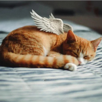 Tierbestattung