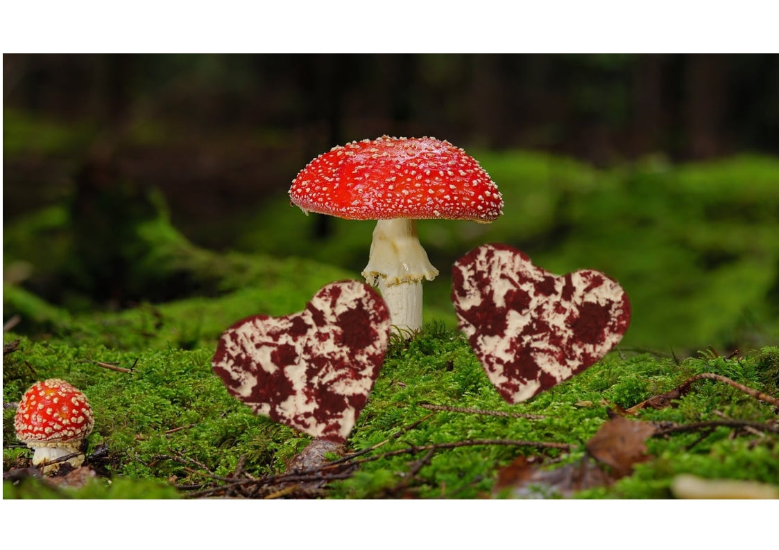 Kaufen deko-herz-rot-10-stuck Fungus Urnen Dekore