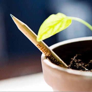 Sprout Bleistift mit Samenkapsel inklusive Laserung - 0